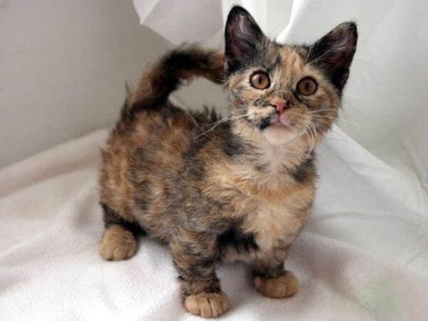 Gato Skookum, gato de patas cortas