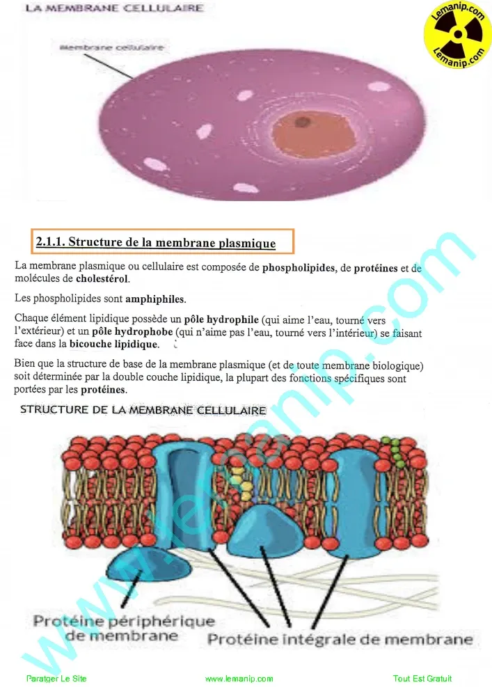Membrane plasmique : Structure