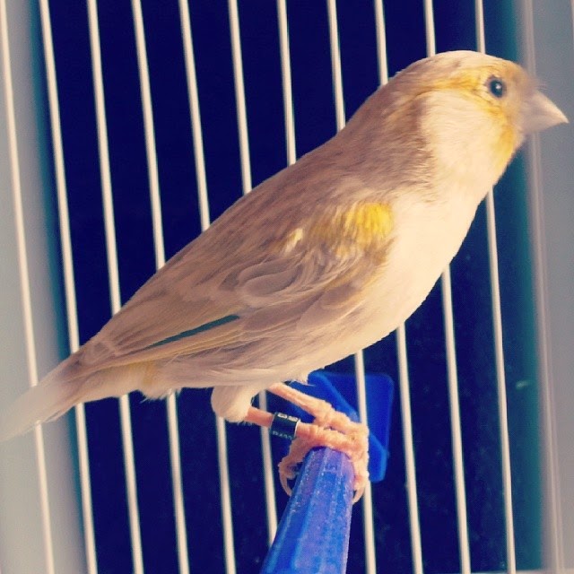 Gambar Perbedaan Ciri Lovebird Jantan Betina Macam Jenis Burung Kenari