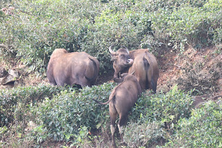 Photo of Among the Gaurs at Kotagiri 55/71 by Balachandra