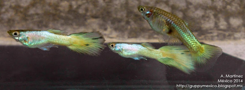 Guppy México: Yellow Micariff