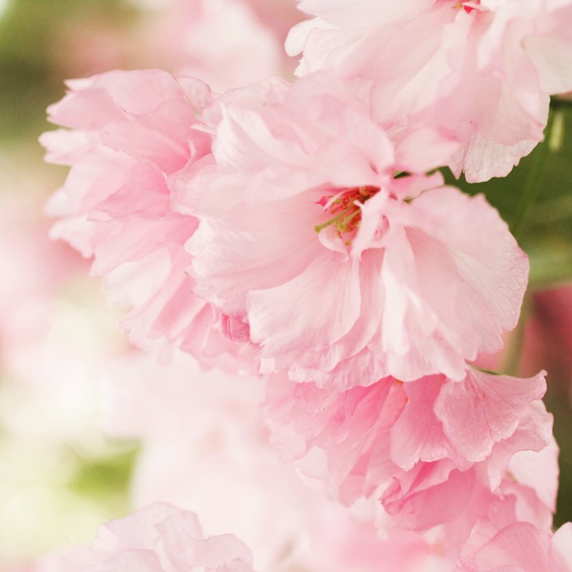 Sakura, Cherry Blossoms in bloom