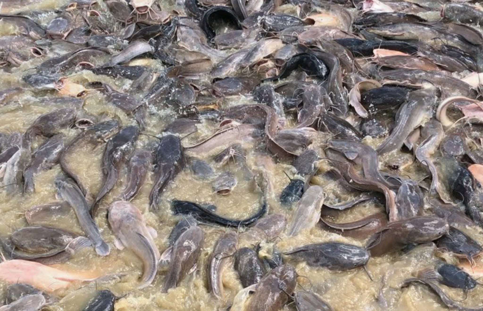 Tambak ikan lele di lampung