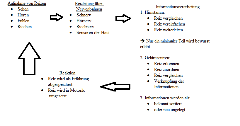 Pädagogik: Wahrnehmungsprozess
