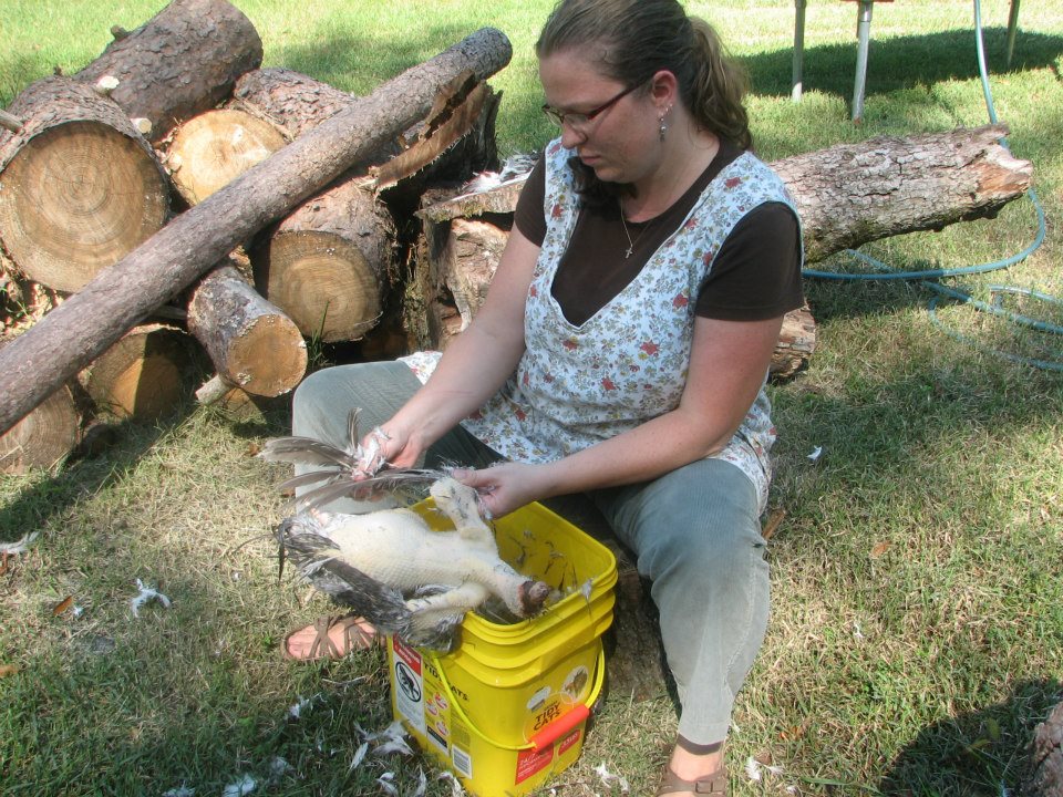 Life in Fife Chicken Butchering