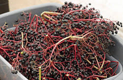 Elderberries