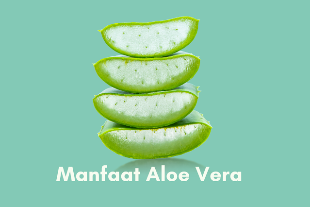 Manfaat Aloe Vera