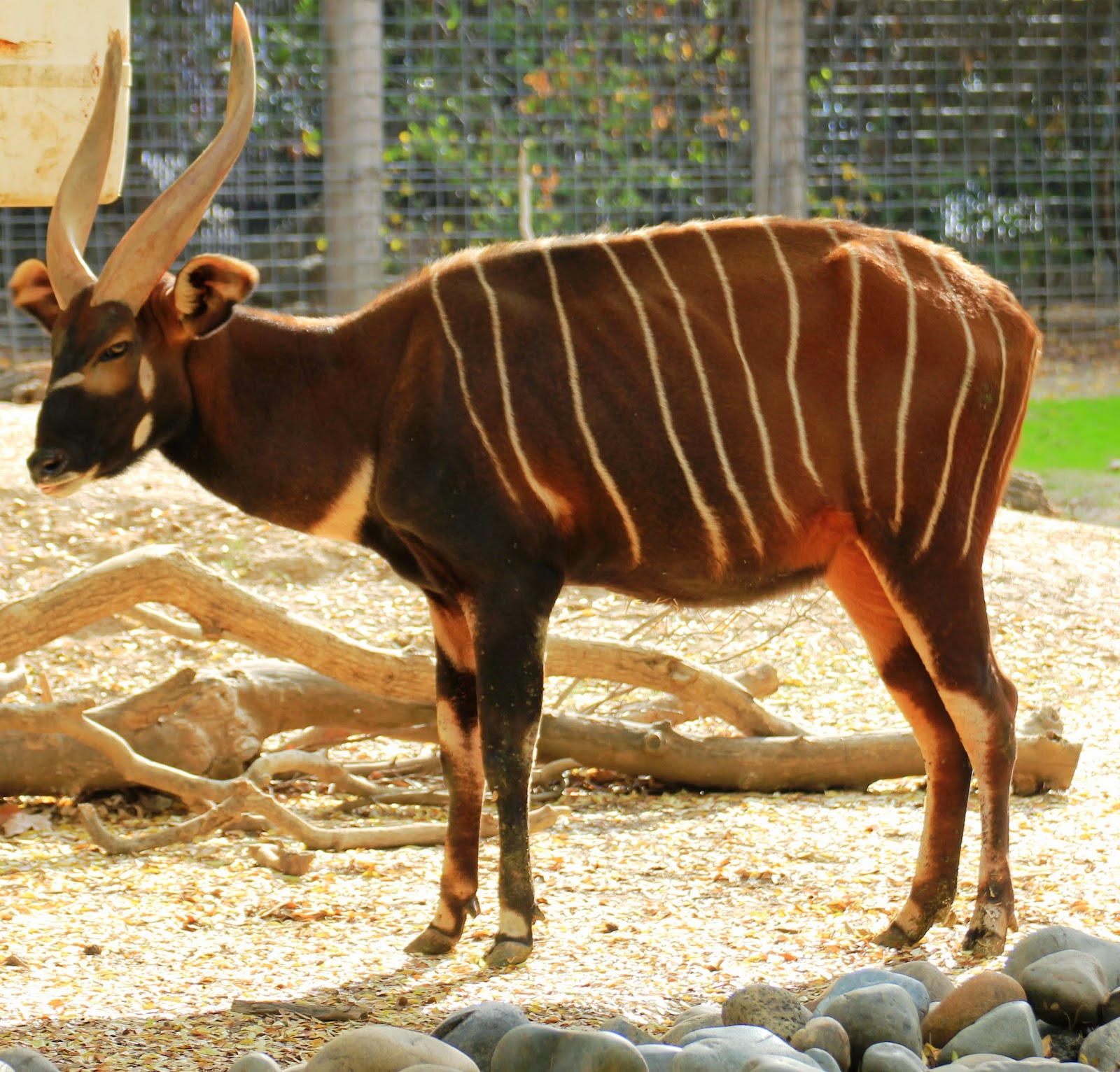 List 103+ Images How Many Bongos Are Left In The World Full HD, 2k, 4k