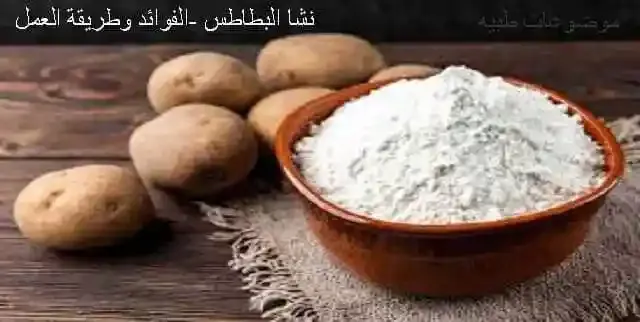 نشا - النشا - نشا القمح - نشا الذره - نشا الارز - نشا البطاطس-starch