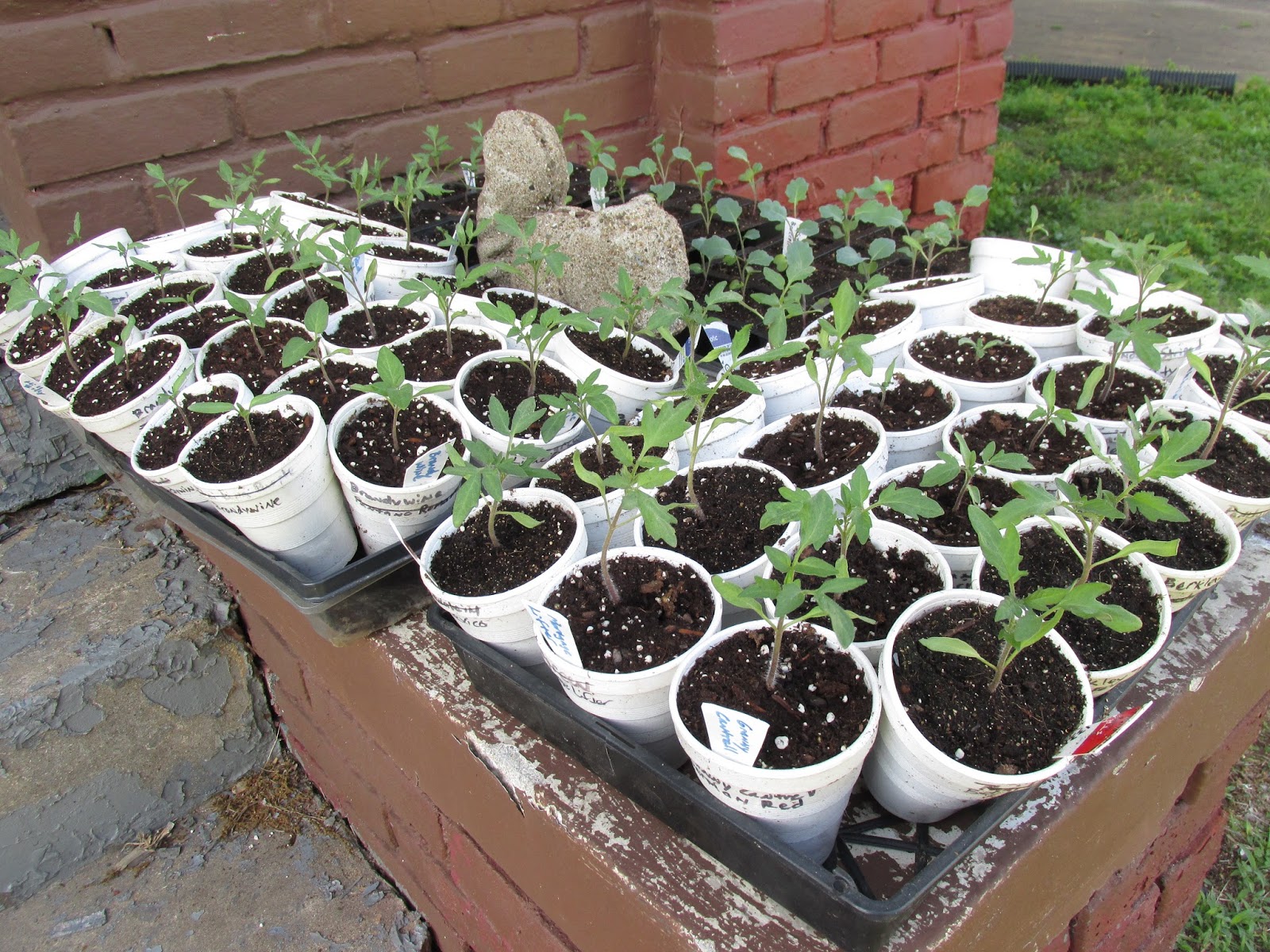 Kentucky Fried Garden Tomatoes and Brassicas All Potted Up