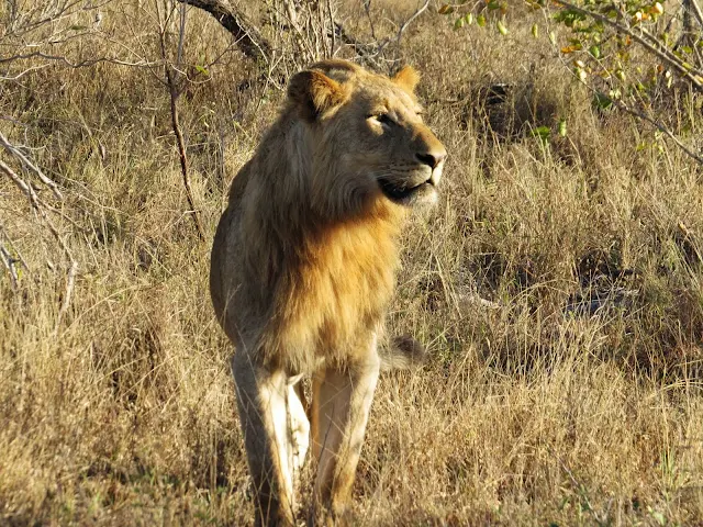 Lion in Sabi Sand Game Reserve in South Africa