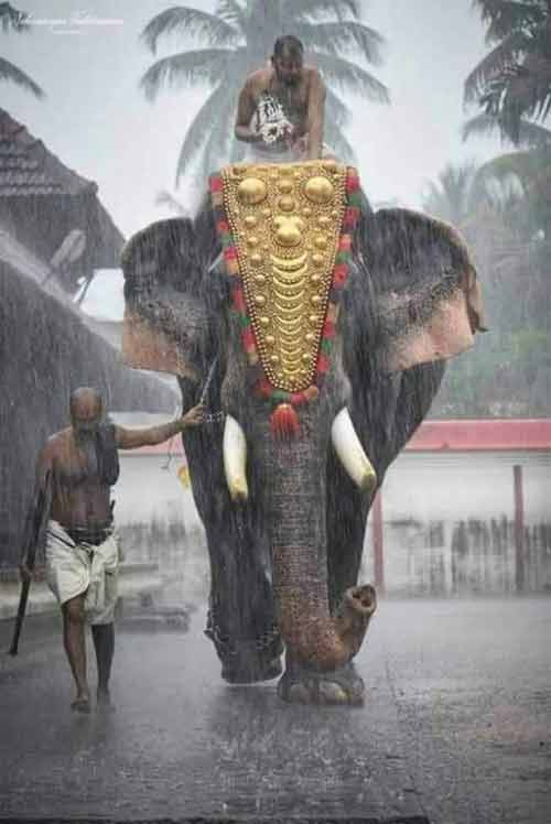 Symbolic Significance Of Elephant In Hinduism Elephant In Hindu