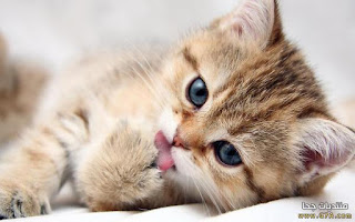 صور قطط 2023 اجمل صور قطط في العالم