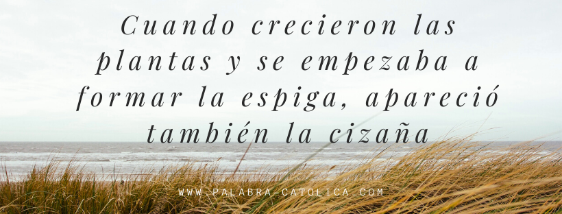 Evangelio del Dia Domingo 19 de Julio 2020 San Mateo Mt 13, 2430