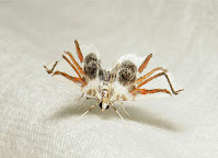 A small moth holding its wings open and upright, facing the viewer flat-on. The pattern on the wings could be seen to look like a larger spider with eight long legs.