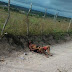 Homem é encontrado morto com sinais de crueldade em Saloá