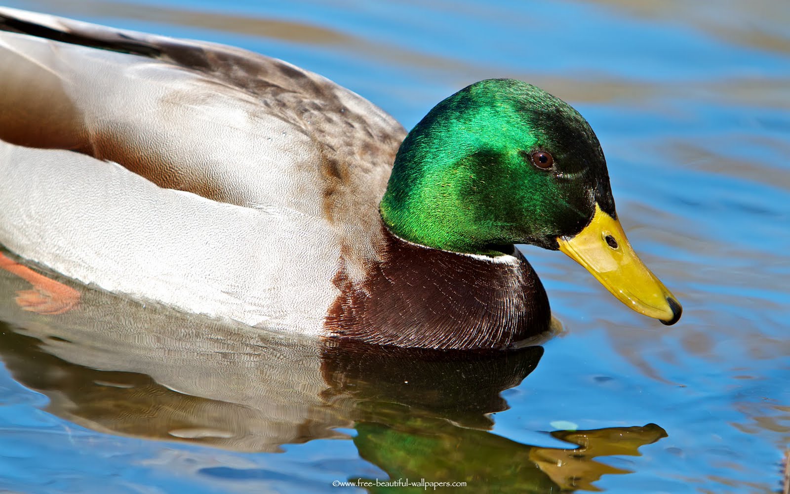 Free Wallpapers Blog: mallard