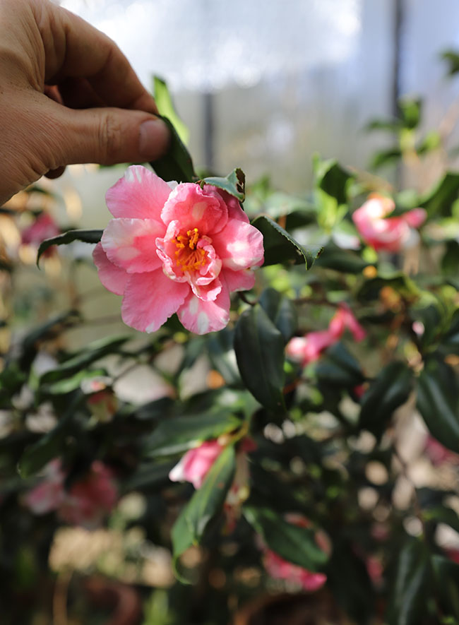 Winter Gardening Ramps Up - Book Reviews Pour In Winter Gardening Ramps Up - Book Reviews Pour In