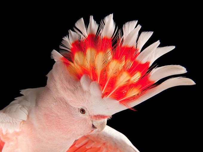 à¦² à¦² à¦ à¦ à¦ à¦ à¦¤ à¦¯ à¦§à¦° à¦ à¦¯ à¦¬ à¦¯ à¦¨ Lal Jhuti Kakatua Dhorechhe Je Baina Lyrics à¦² à¦² à¦ à¦ à¦ à¦ à¦¤ à¦¯ à¦§à¦° à¦ à¦¯ à¦¬ à¦¯ à¦¨