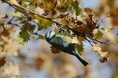 Mallerenga blava (Cyanistes caeruleus)