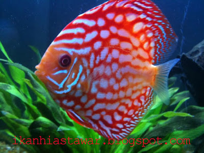 gambar ikan discus