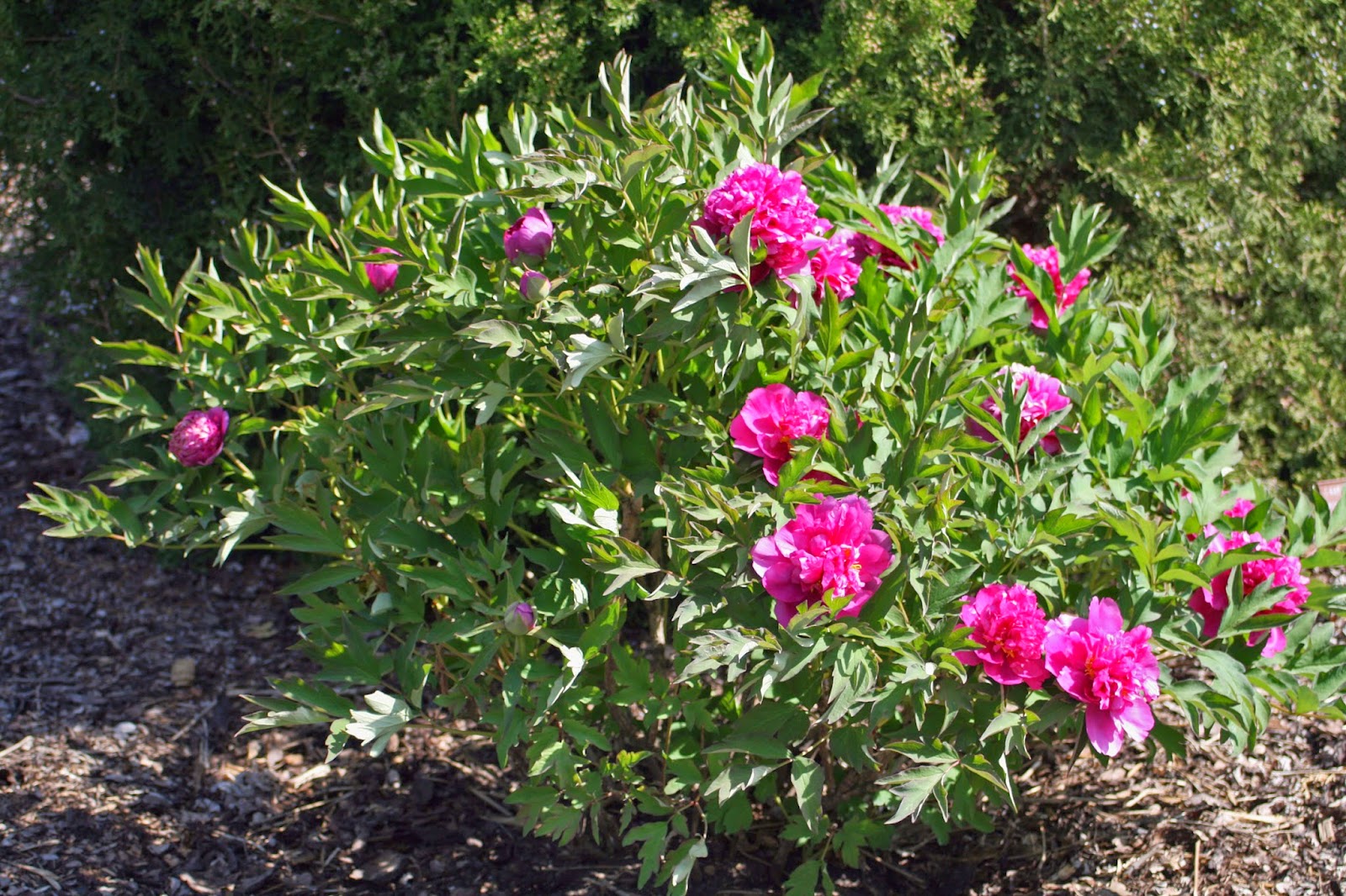 Sciency Thoughts The origin of the ‘King of Flowers’.