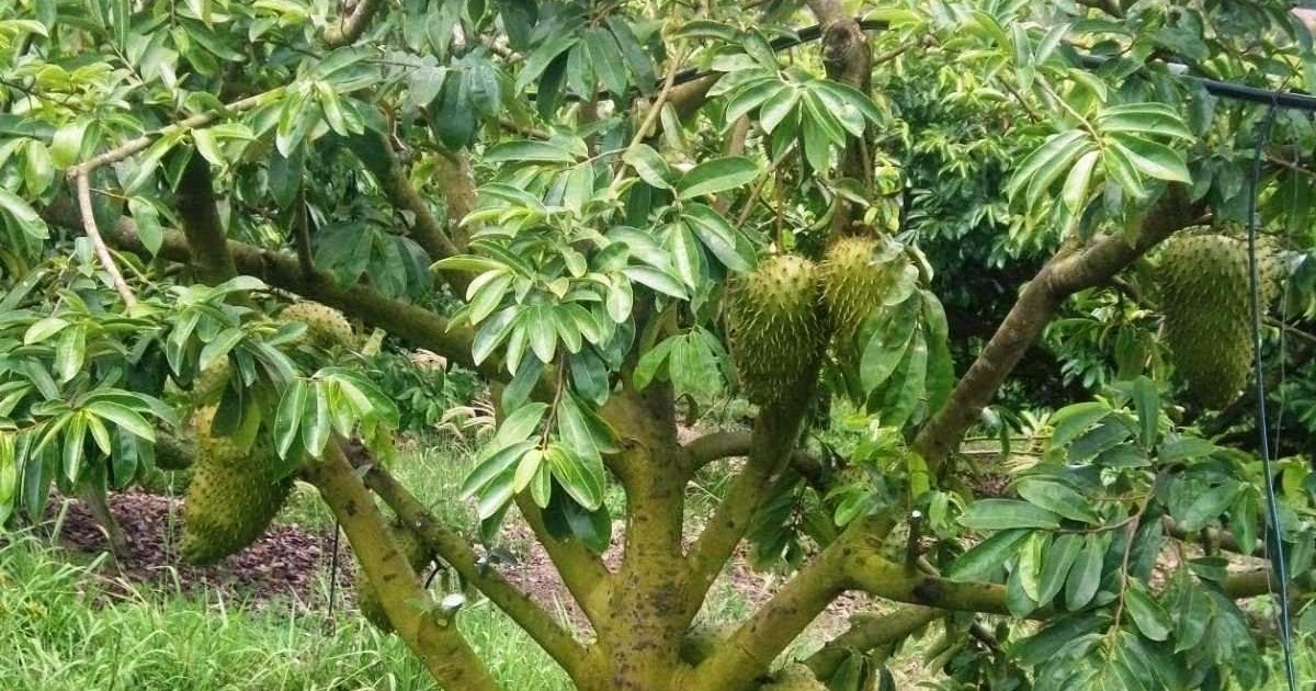 FRUTAS BRASIL Melhoramento das Anonáceas FRUTAS BRASIL Melhoramento das Anonáceas