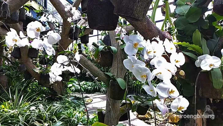 rumah anggrek kebun raya bogor