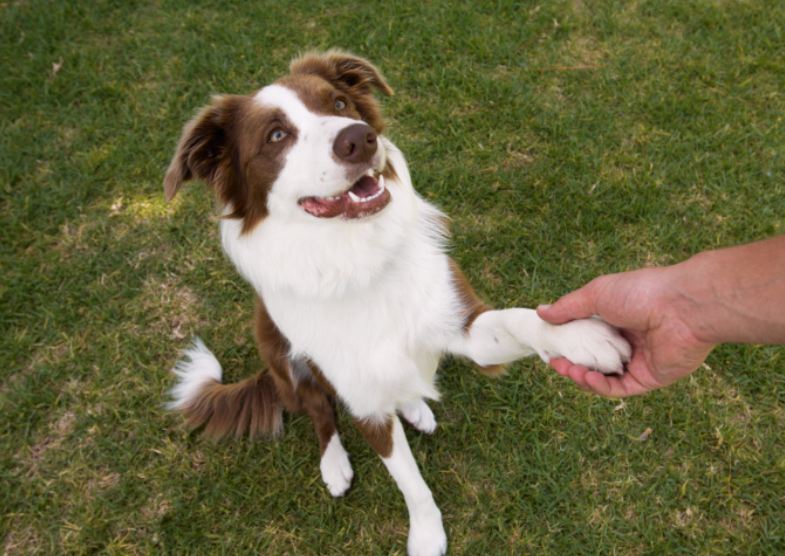 5 Easy and Fun Tricks to Teach Your Dog | Australian Dog Lover