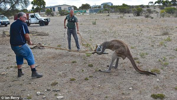 Hy hữu cảnh kangaroo bị kẹt đầu vào thùng nước