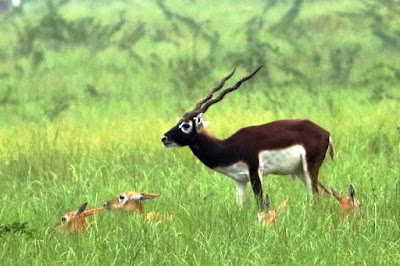 "Blackbuck, grazing  Kanjari Deer Park"