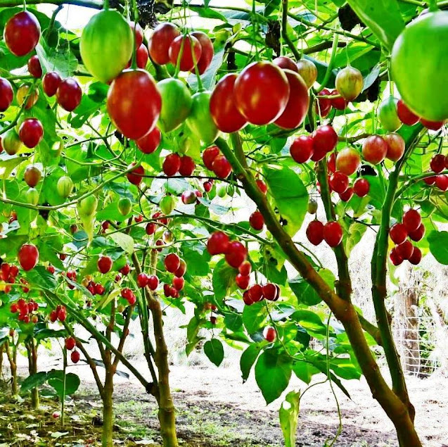 Red oratia tree tomato variety