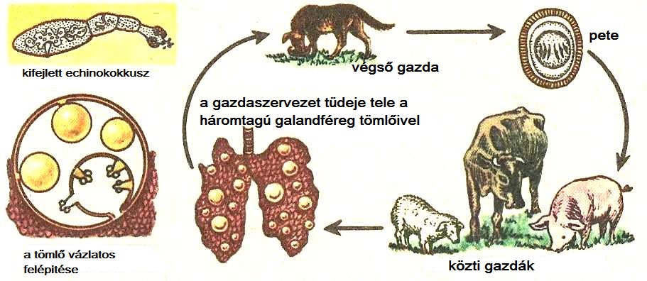 férgek laposak az emberben)