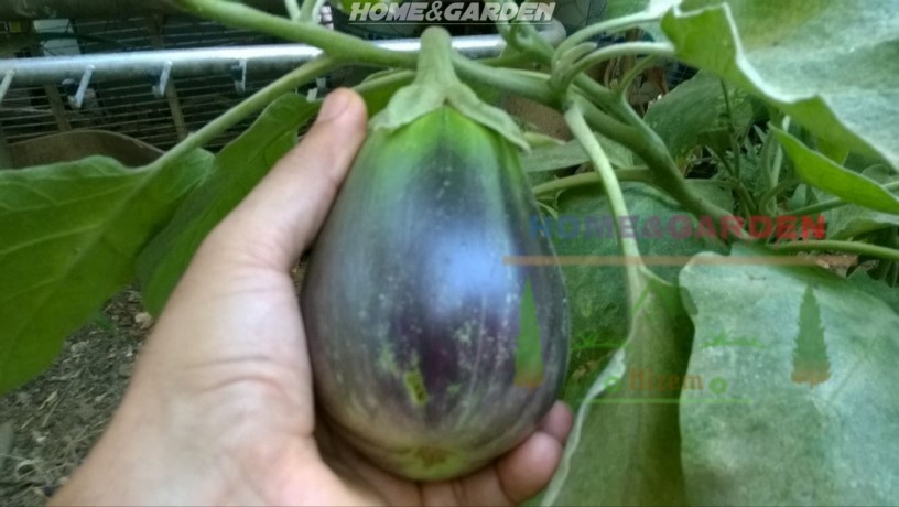 Harvest eggplant fruits when full-sized and ripe. They are at their best when their full color has developed and the skin is shiny.