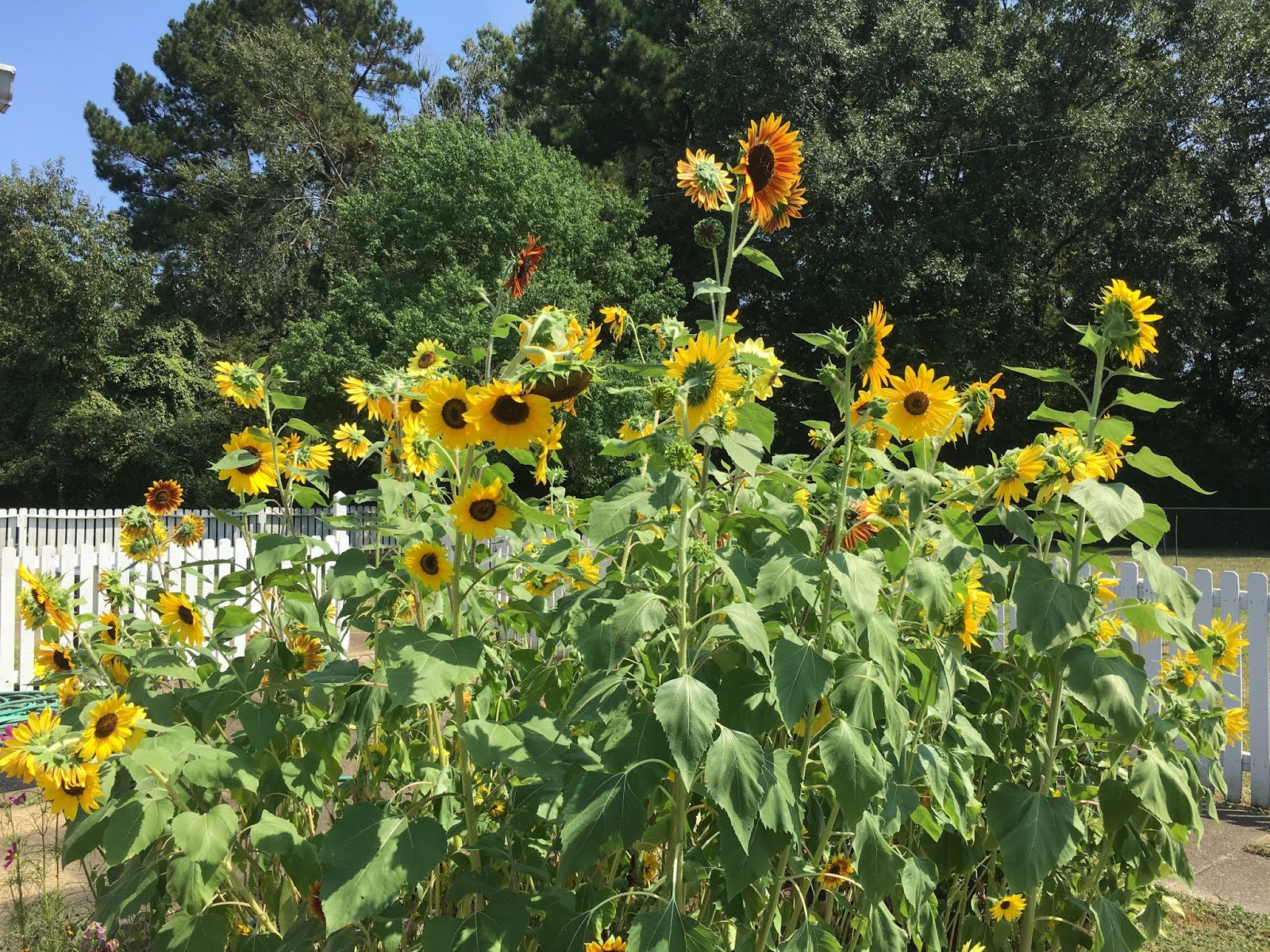A Catholic Priest in Mississippi Sunflowers on a sunny Saturday