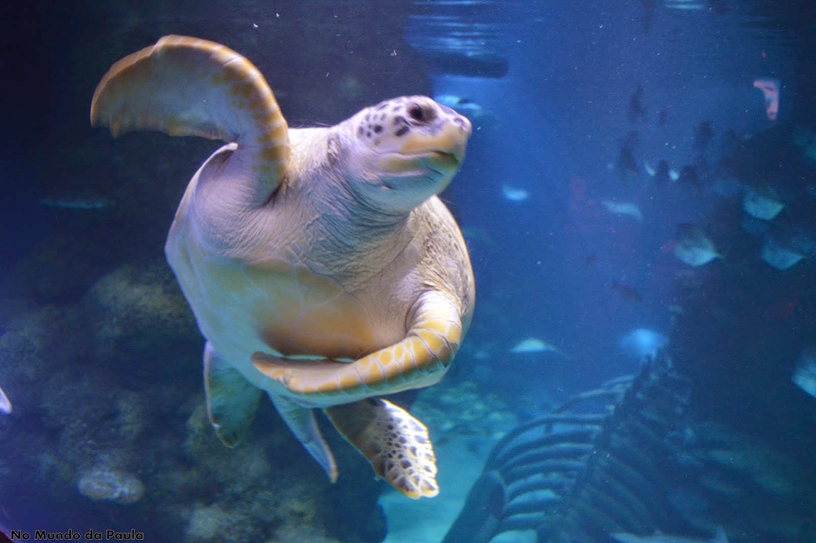 Sea Life Aquarium em Londres.