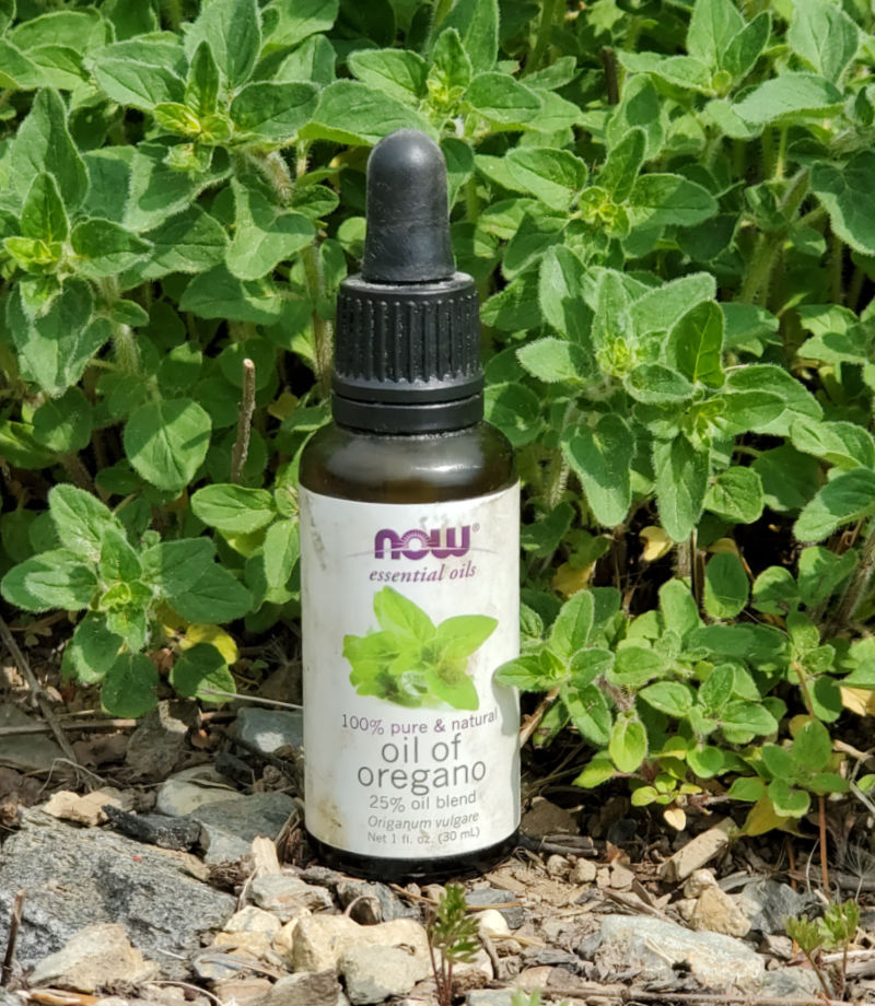 Oregano Natural Antibiotic for Chickens Fresh Eggs Daily® with Lisa