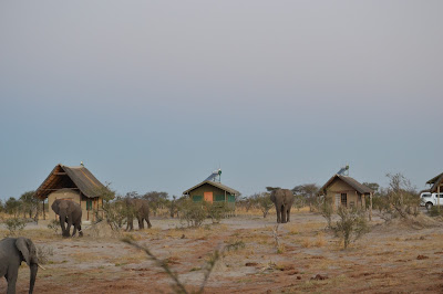 Día 13: De Kasane a Nata. Elephant Sands Lodge - Botswana y Cataratas Victoria. Viaje por libre de 19 dias (9)
