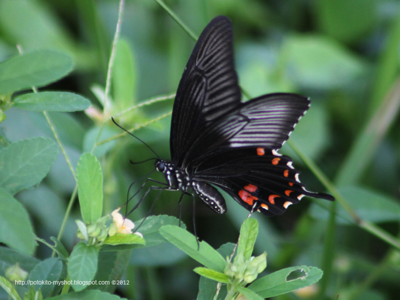 Common Mormon Butterfly  Papilio polytes Sumatra Indonesia 