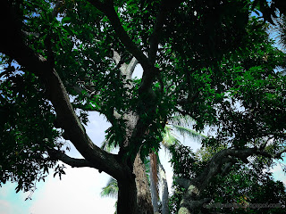 Bottom View Of Manggo Tree Branches And Leaves In Agricultural Land On A Sunny Day At Ringdikit Village, North Bali, Indonesia