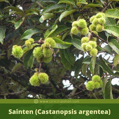 Sainten (Castanopsis argentea)