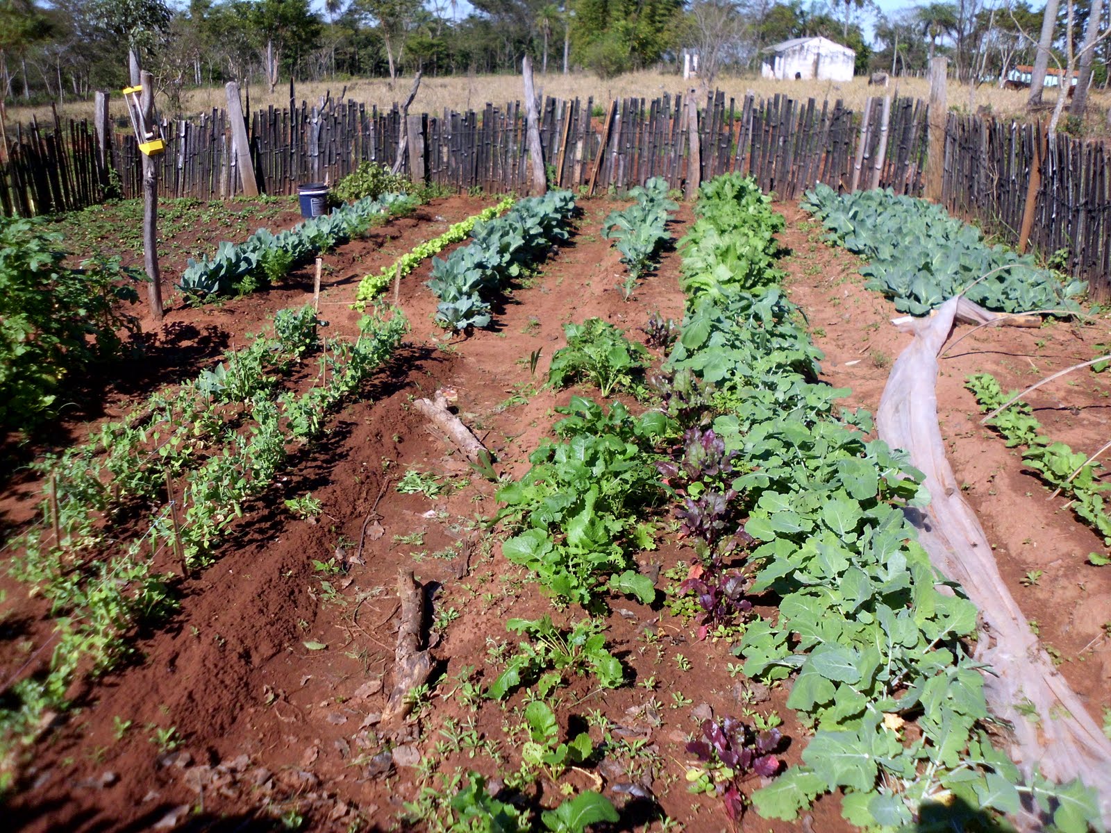 Leben in Paraguay unser Gemüsegarten im Winter