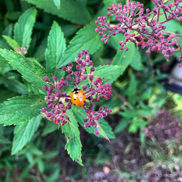 rosenspirea rosenspirea