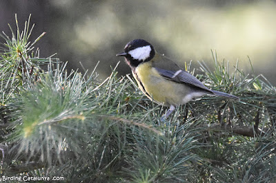 Mallerenga carbonera (Parus major)