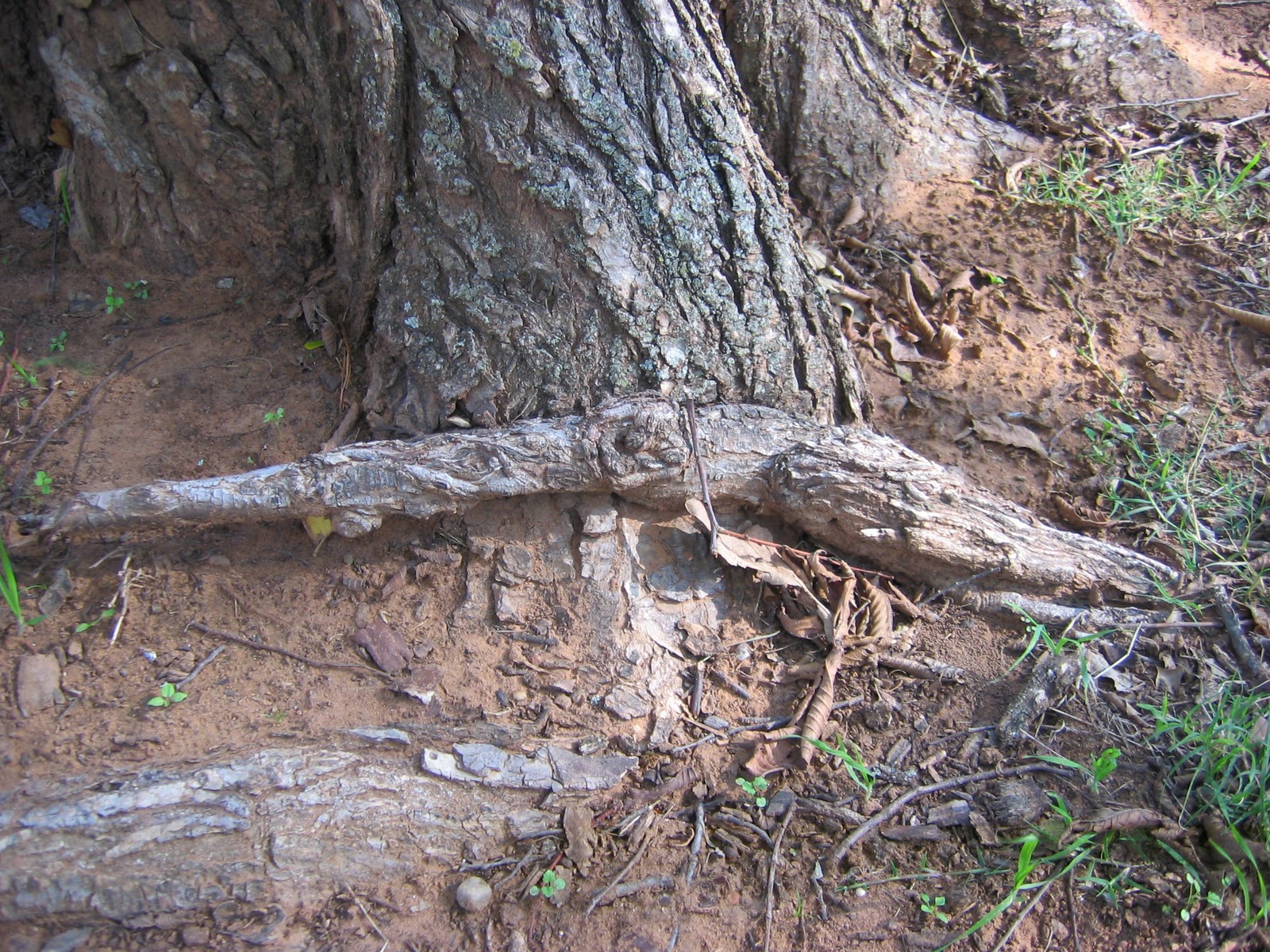 Weatherproofing Your Landscape: Since You Asked...The Davey Tree Expert ...