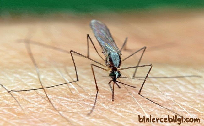Sivrisineklerden nasıl korunulur? doğal korunma yöntemleri nelerdir? nasıl kaçılır? Sivrisineklerden korunma için doğal yöntemler var mıdır? Genellikle gece saatlerini seven bu canlılardan kurtulmanın alternatif yolları nelerdir?
