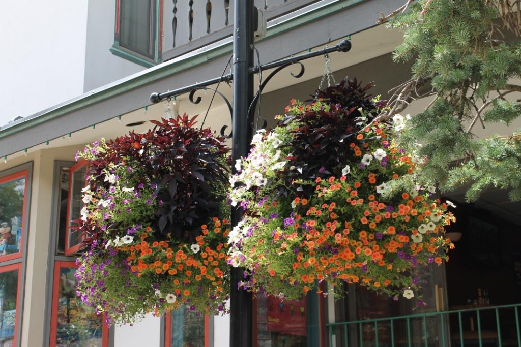 The Flowers of Vail Miss Kopy Kat