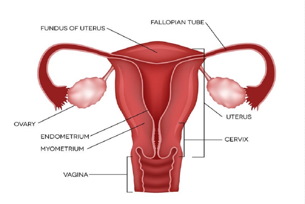 Mohak Infertility Center Fallopian Tube And Its Function