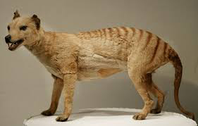 what does a tasmanian tiger look like|they are not like real tigers | what does a tasmanian tiger look like|they are not like real tigers |