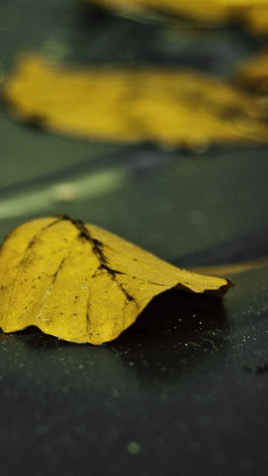 Fallen Yellow Leaf On Street  Android Best Wallpaper